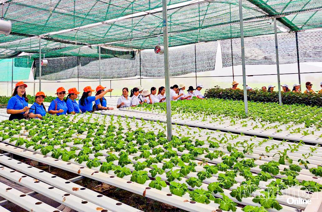 Nữ nông dân thành công với mô hình trồng rau thủy canh