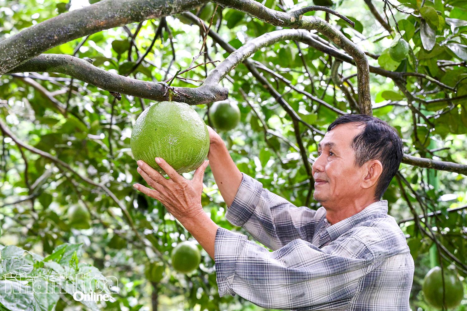 Nâng tầm giá trị thương hiệu bưởi da xanh